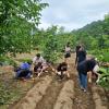 2023농산촌체험마을 농산물수확체험(감자캐기)